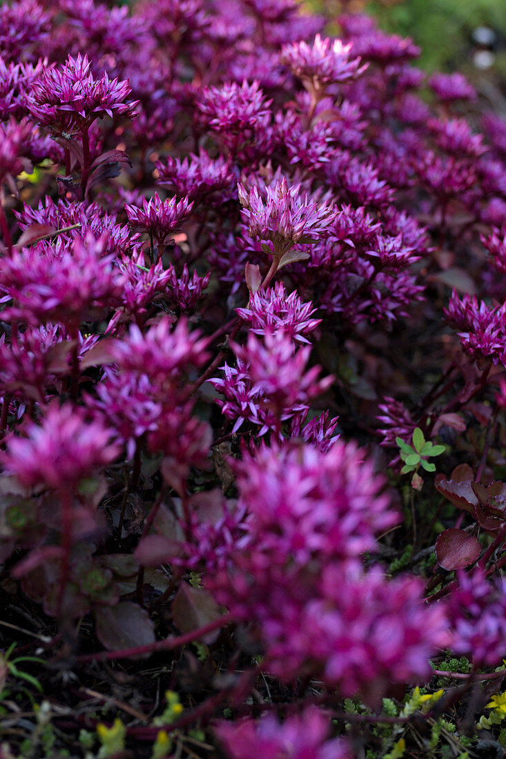 Purple-flowering stonecrop (Sedum spurium) in garden