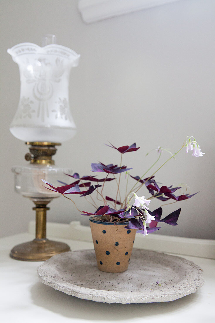 Purple oxalis in polka-dot pot on concrete plate next to old oil lamp