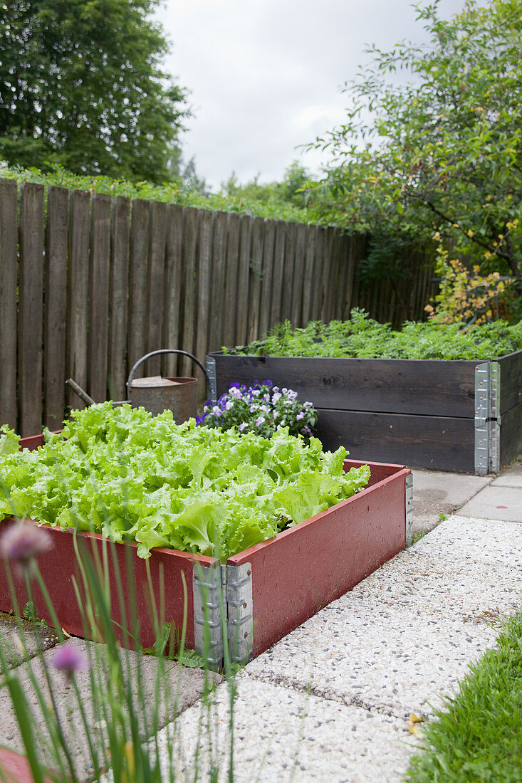 Lettuces in raised bed in garden