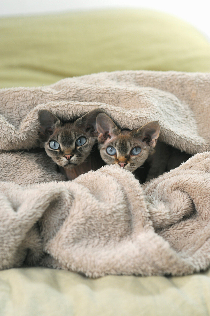 Zwei Kätzchen unter der Decke auf Doppelbett