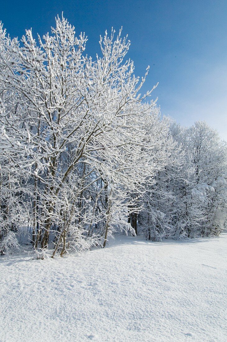 Snowy trees in winter landscape below blue sky