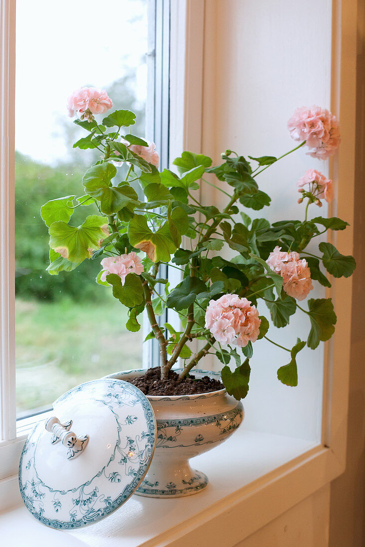 Pink geranium planted in soup tureen on windowsill