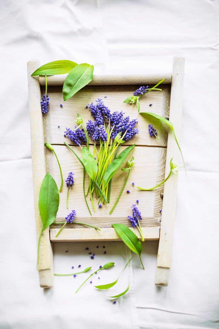 Arrangement of grape hyacinths and ramsons leaves in old wooden frame