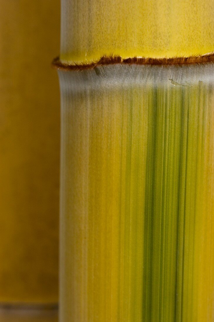 Bamboo cane (close-up)