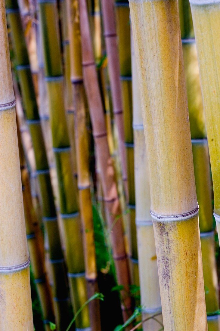 Various bamboo canes