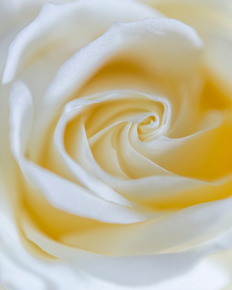 weiße Rosenblüte (Close Up)