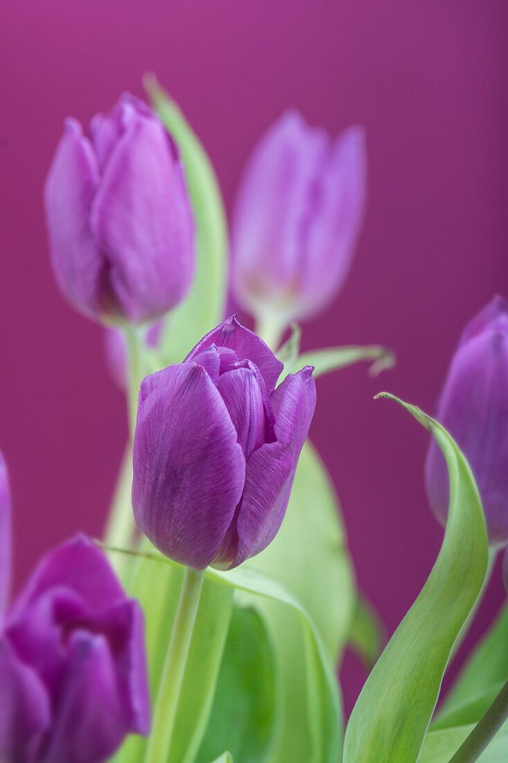Purple tulips against purple background
