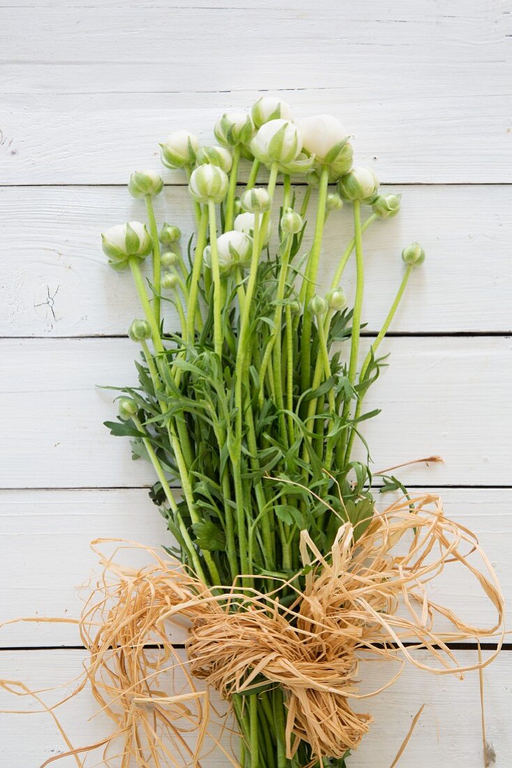 Bunch of white ranunculus wrapped in raffia on white boards