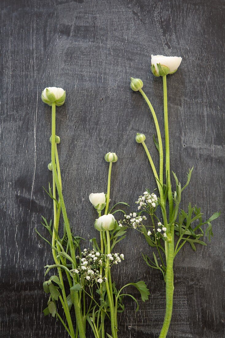 White ranunculus and gypsophila on black wooden surface