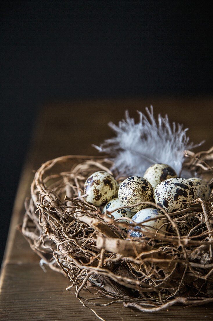 Quail eggs in nest against black background