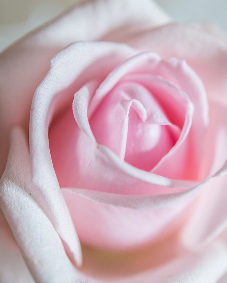 Nahaufname einer rosafarbenen Rose