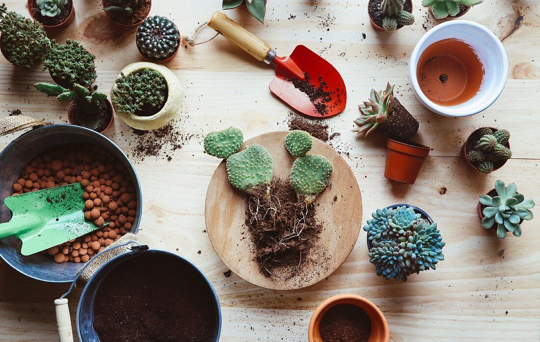 Repotting Opuntia microdasys cactus on wooden surface