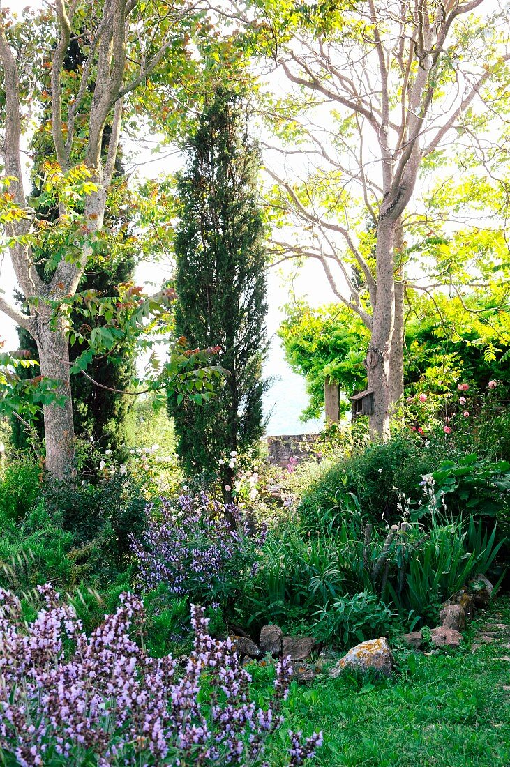 Wilder Garten mit eingewachsenen Bäumen und blühendem Salbei