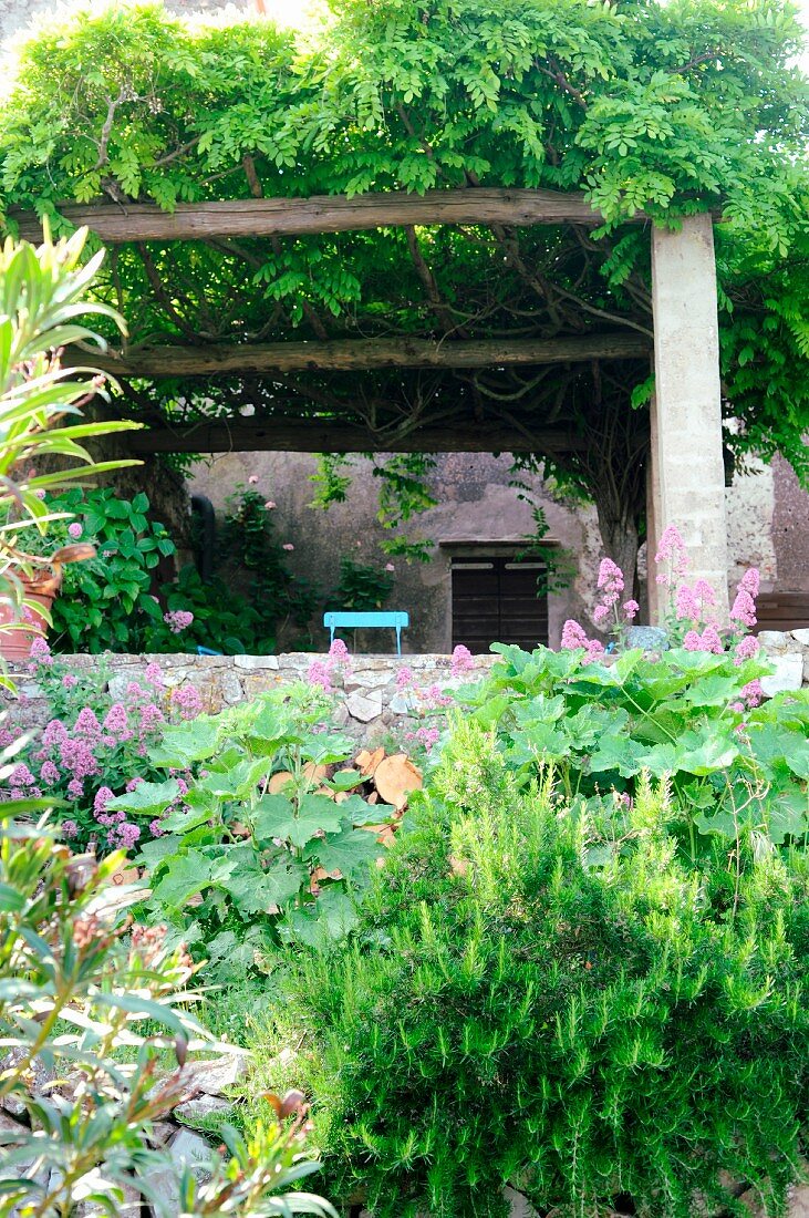 View across flower bed to pergola covered with wisteria