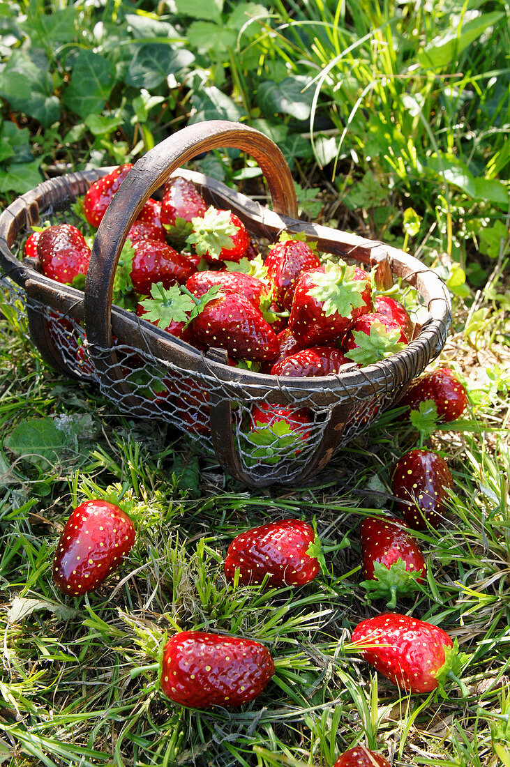Künstliche Erdbeeren in und um ein Körbchen auf der Wiese