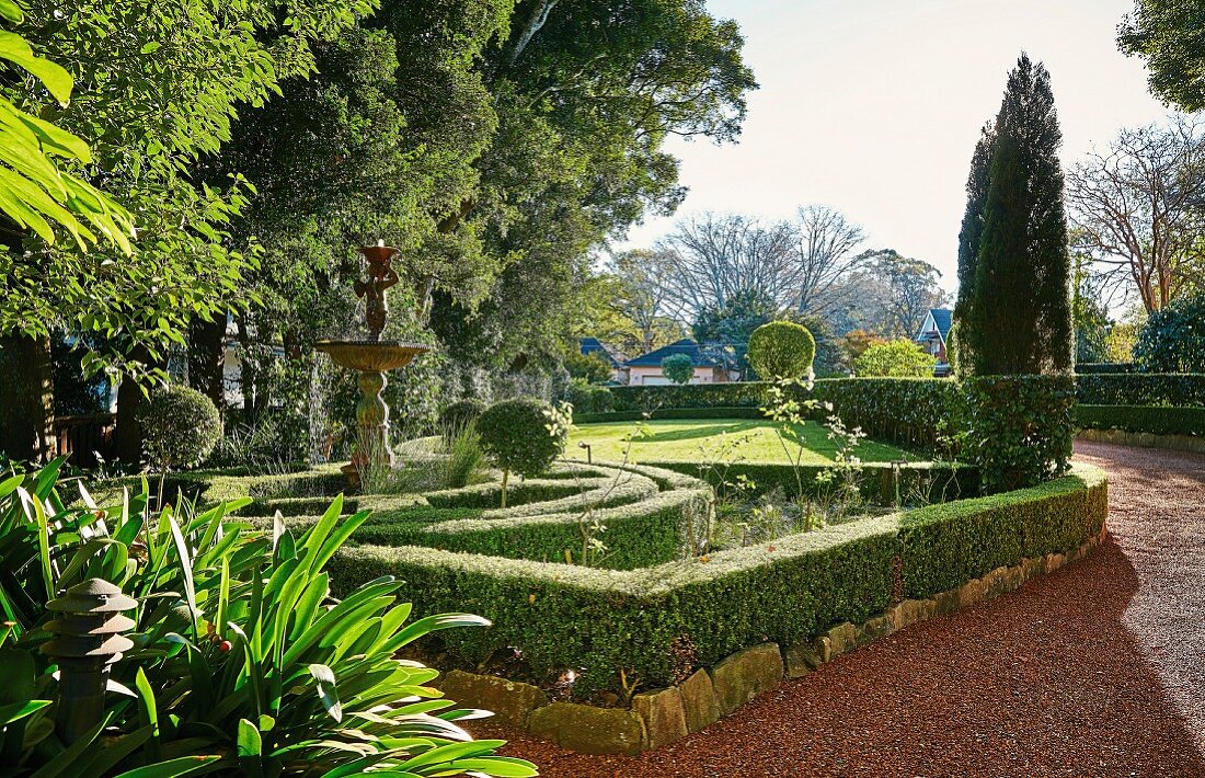 Boxwood hedge maze in the garden with topiary