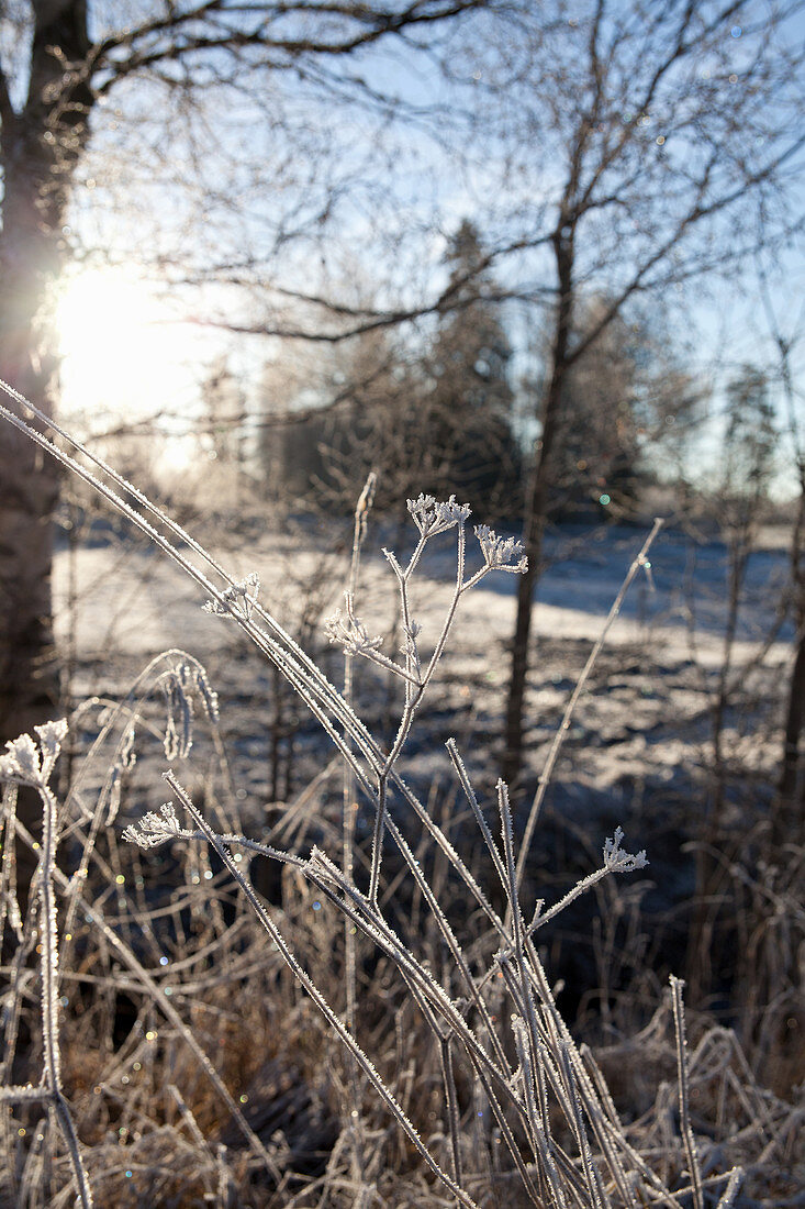 Frost an Gräsern in winterlicher Landschaft