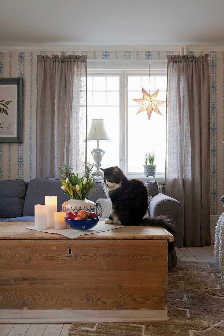 Katze sitzt auf einer Holztruhe als Couchtisch im winterlichen Wohnzimmer