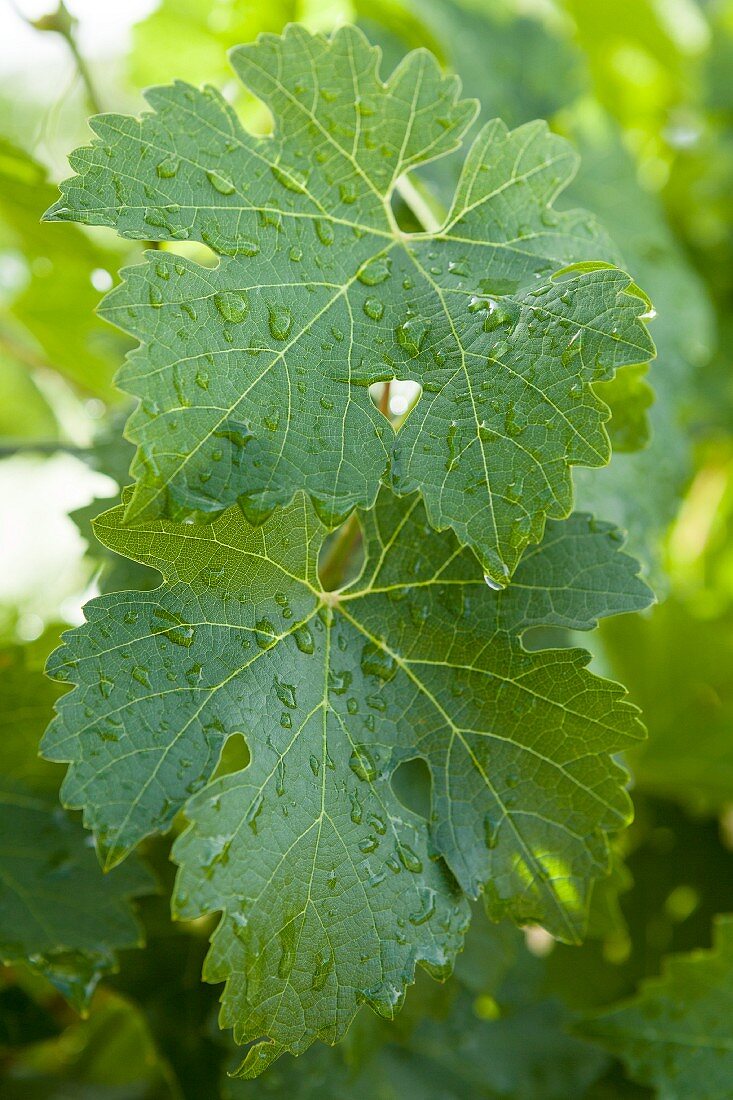 Droplets of water on vine leaves