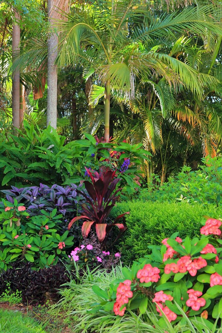Tropical garden with palm trees and exotic plants