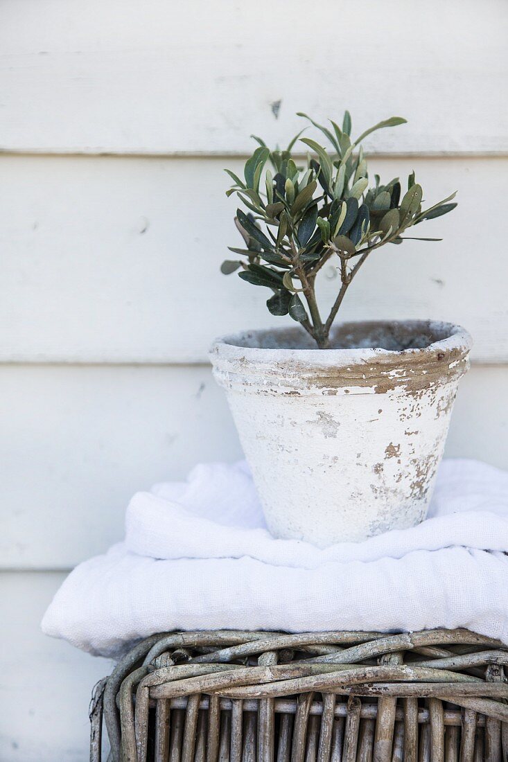 Tiny olive tree in white weathered pot
