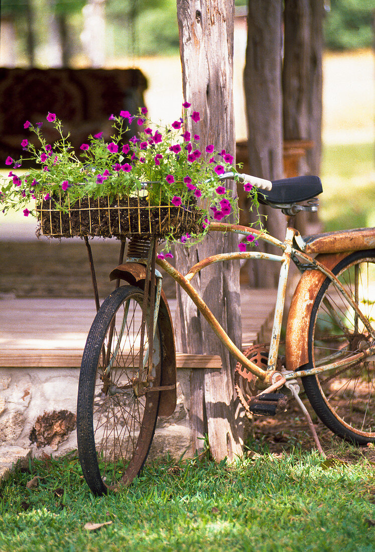 Pink petunias in basket of rusty bicycle leaning against veranda