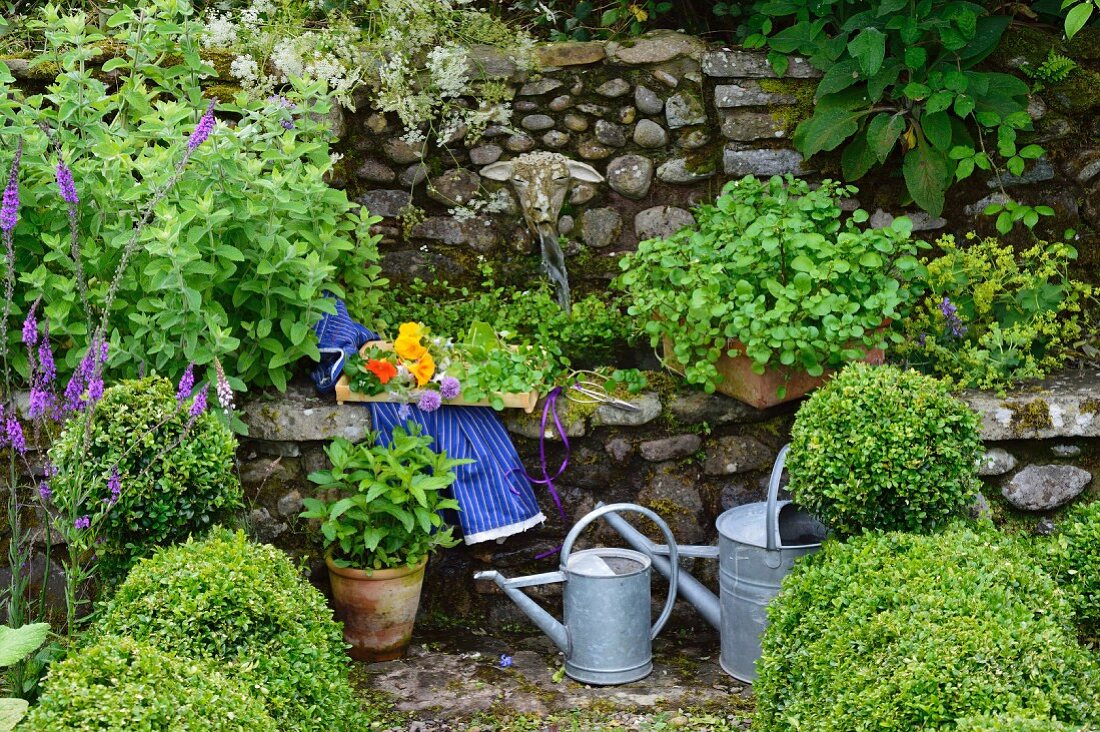Crate of watercress next to stone water spout in herb garden