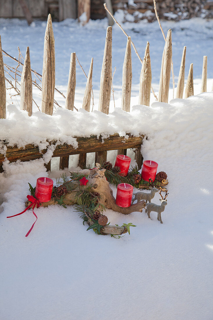 Knorriges Wurzelholz mit roten Kerzen als Adventskranz im Schnee