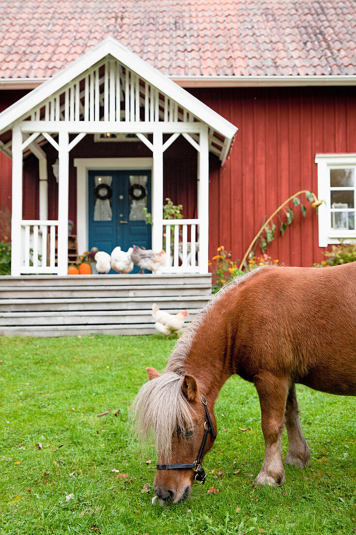 Pony on lawn in autumnal garden of Falu-red Swedish house