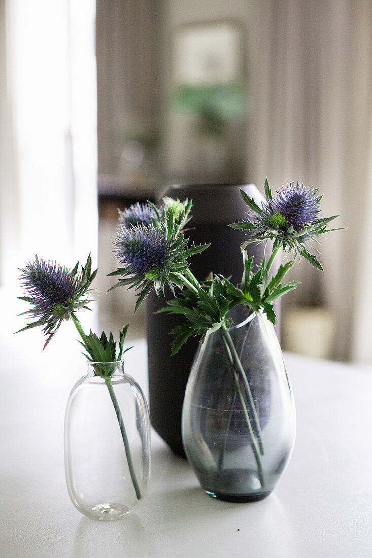 Blue sea holly flowers in two glass vases in front of black vase