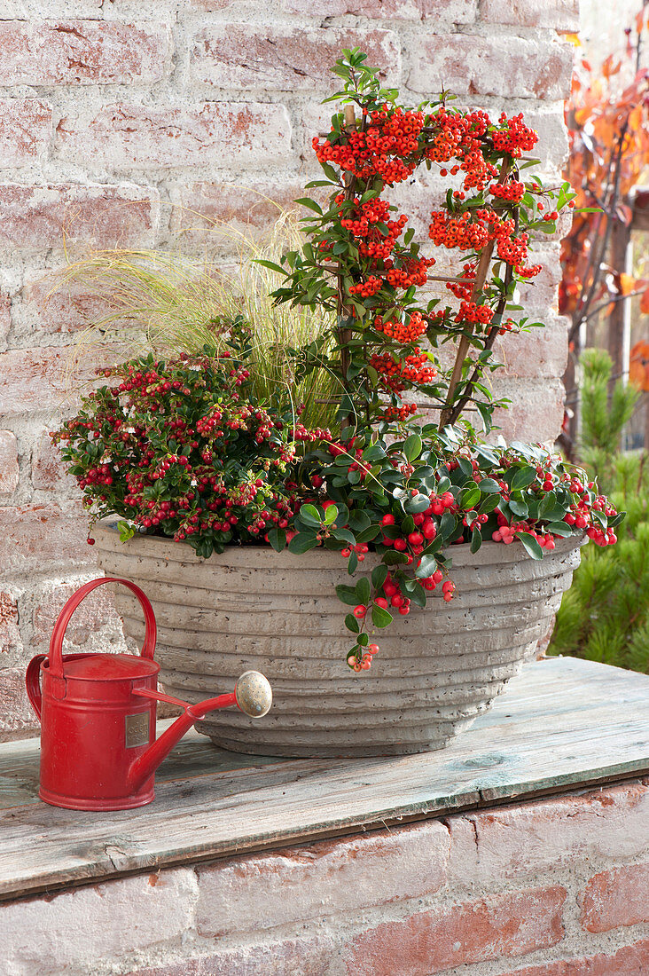 Autumn cup with Pyracantha (Fire-thorn), Gaultheria procumbens