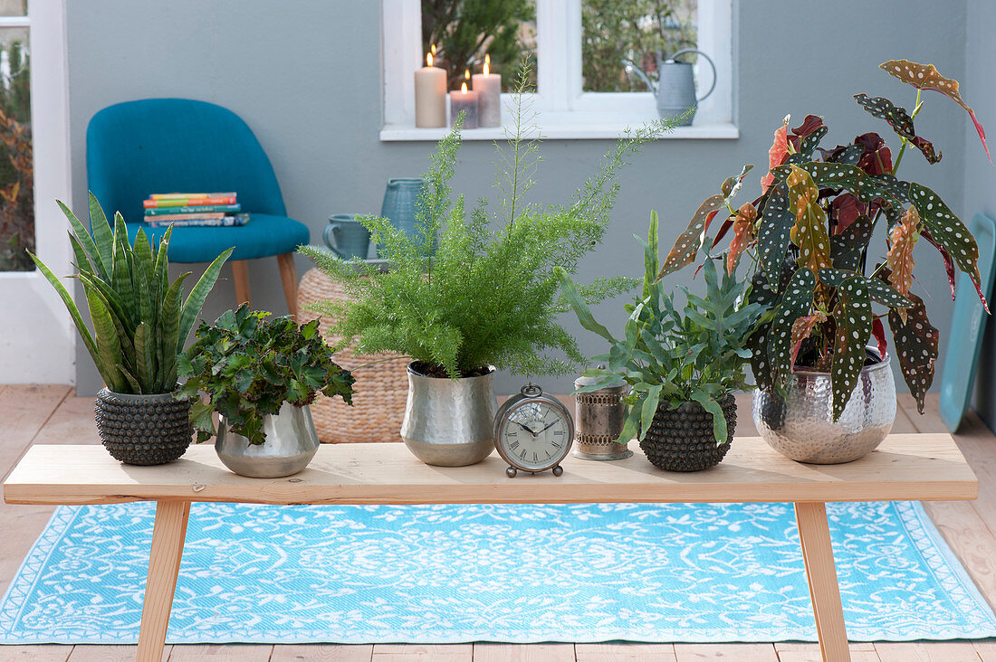 Holzbank mit Zimmerpflanzen als Raumteiler :
