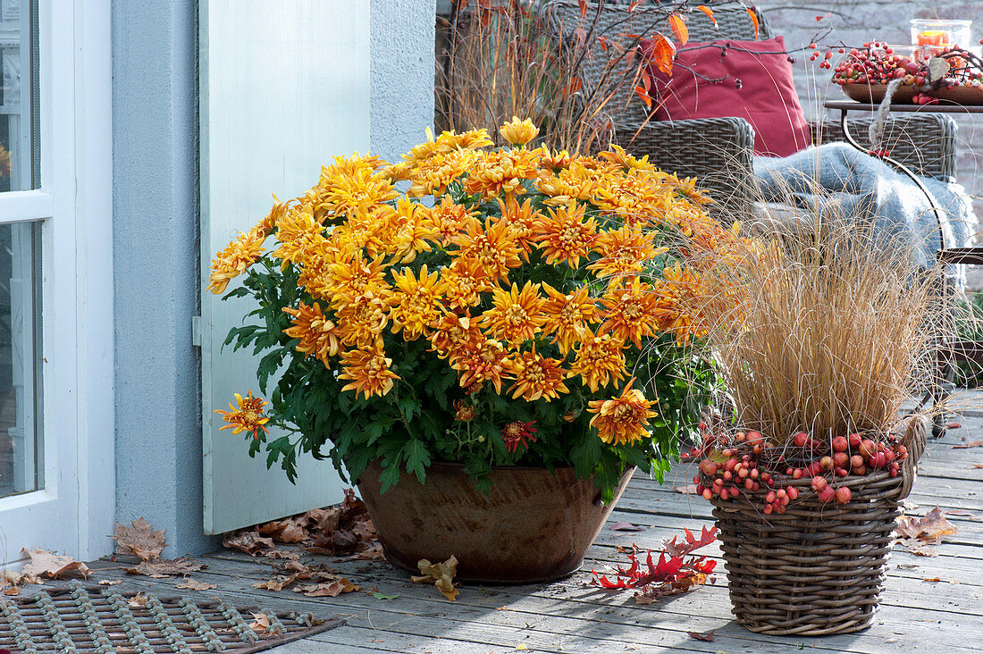 Chrysanthemum ( Herbstchrysantheme ) und Pennisetum ( Federborstengras )