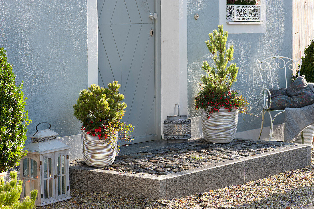 Pinus ( Kiefern ) unterpflanzt mit Gaultheria procumbens 'Winterpearls'