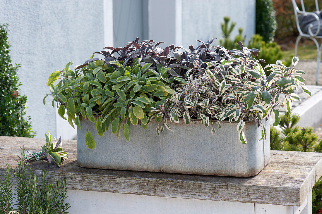 Zinc box planted with different kinds of sage: