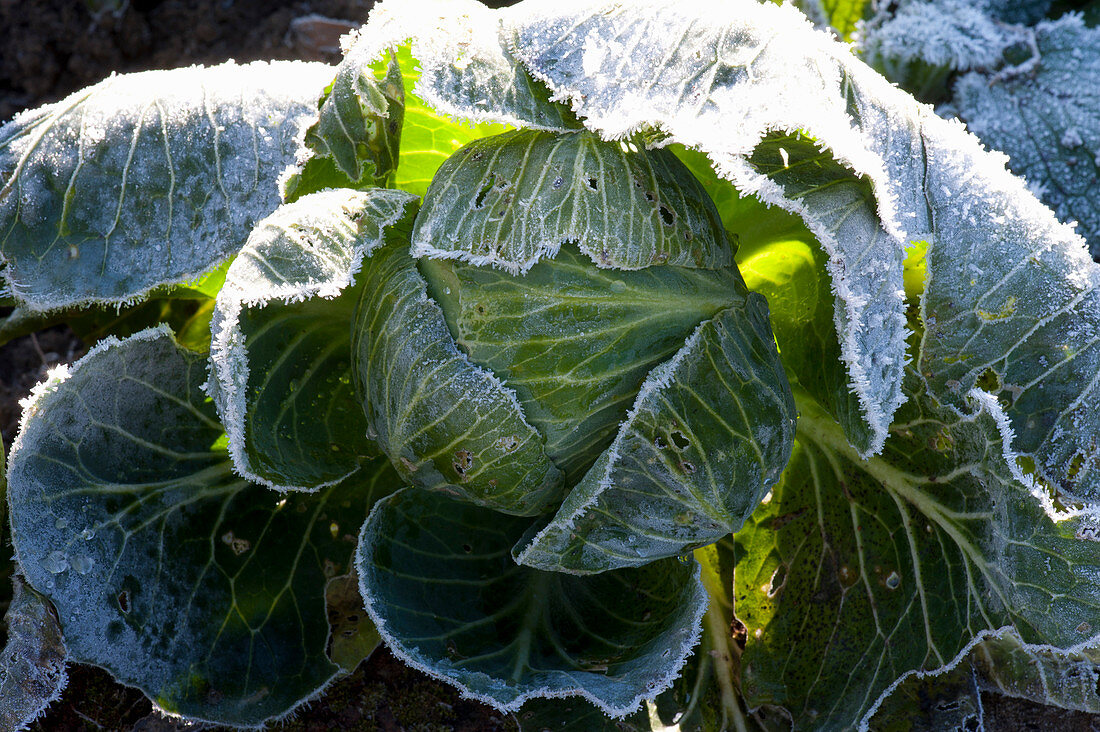Brassica rapa (white cabbage, cabbage) with rime