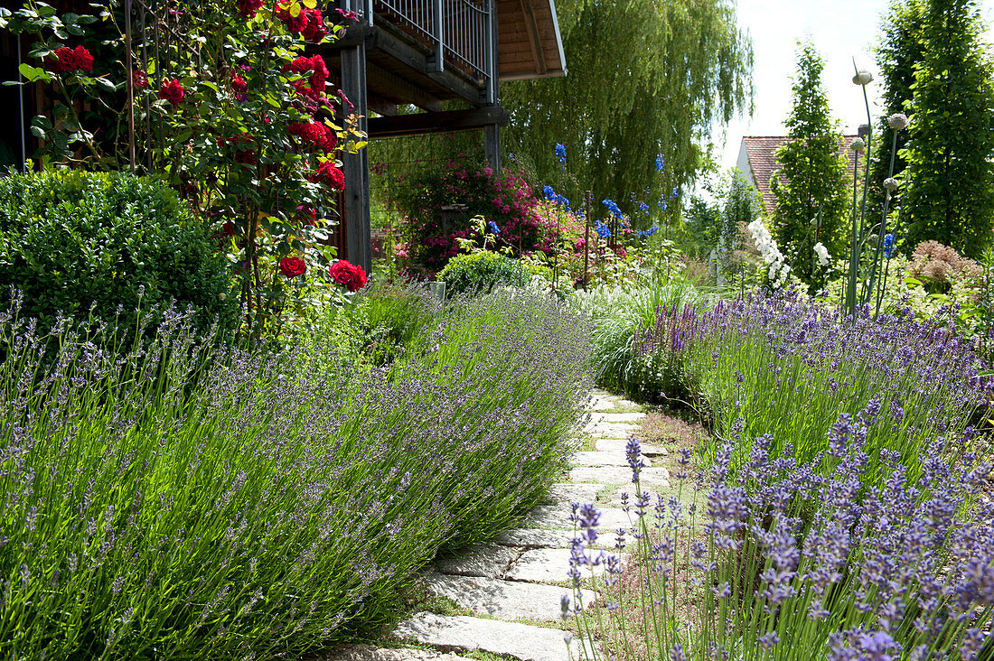 Path made of natural stone leads between flower beds with lavandula
