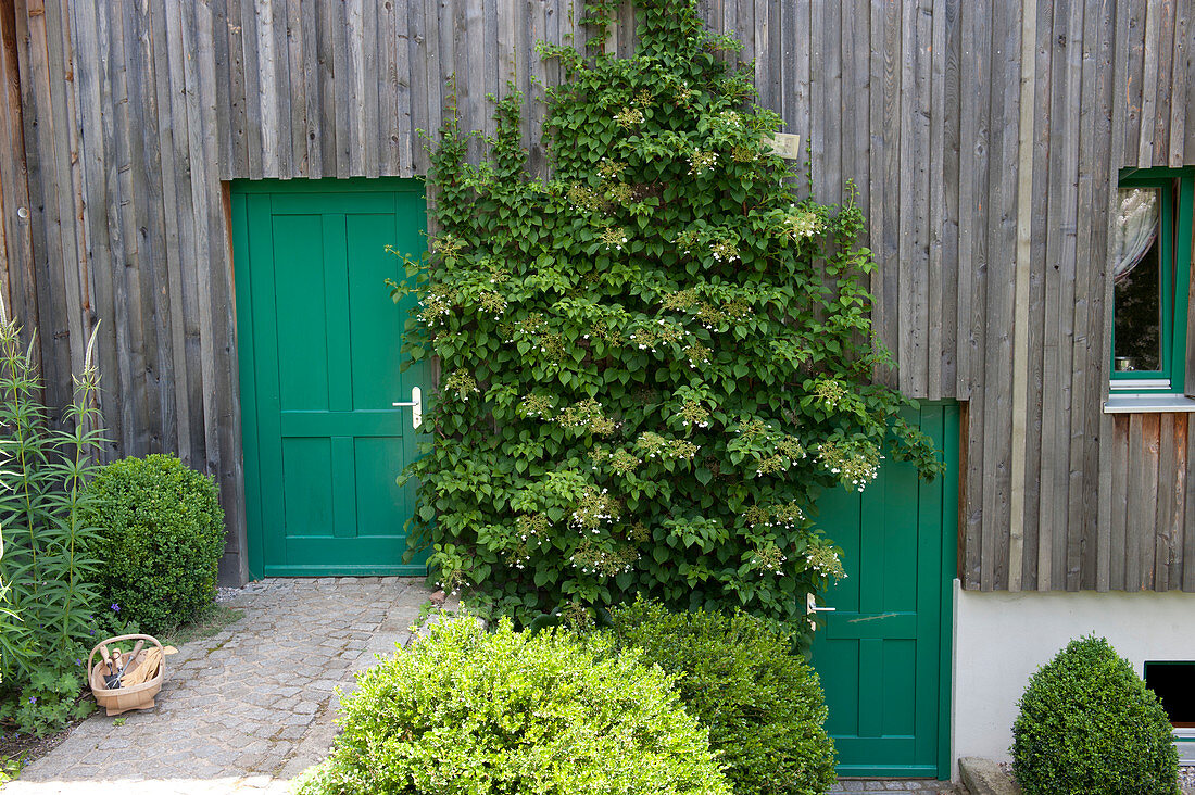 Hydrangea petiolaris (climbing hydrangea) on the shaded wall