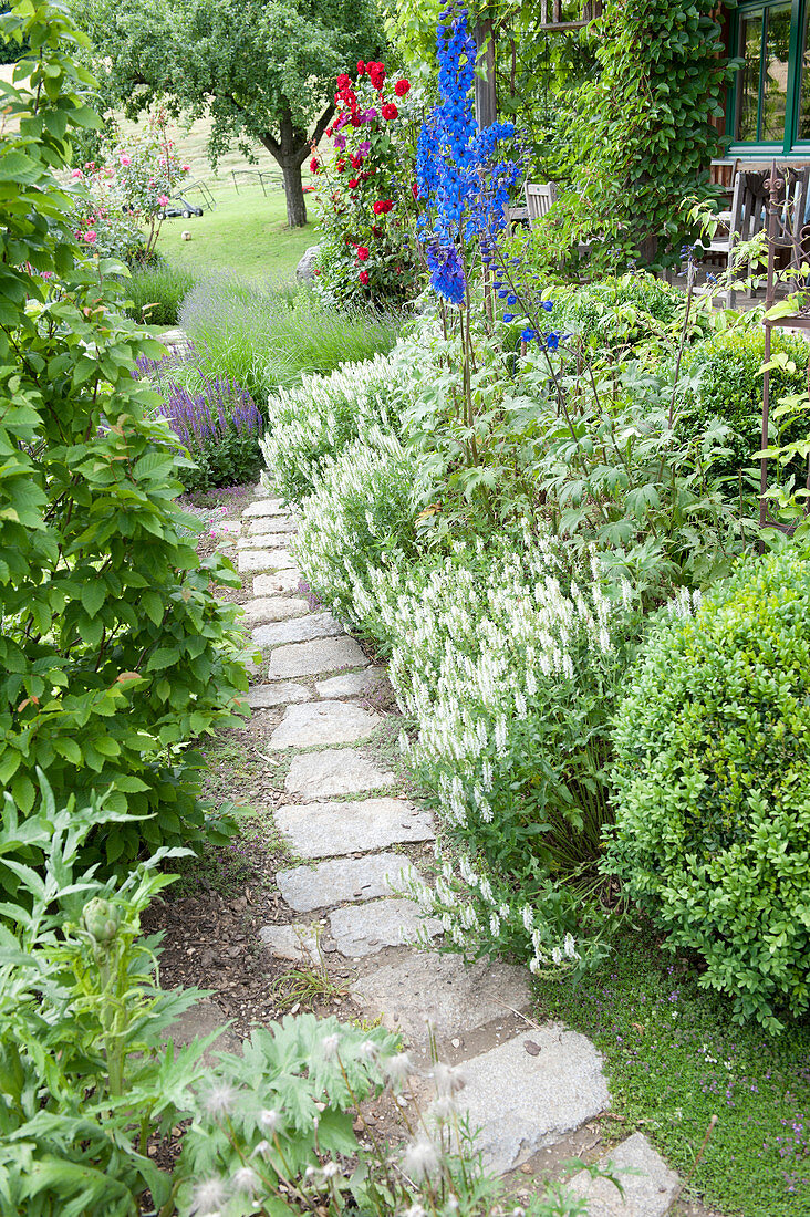 Path made of natural stone slabs on the flowerbed with Salvia nemorosa 'snow hill'
