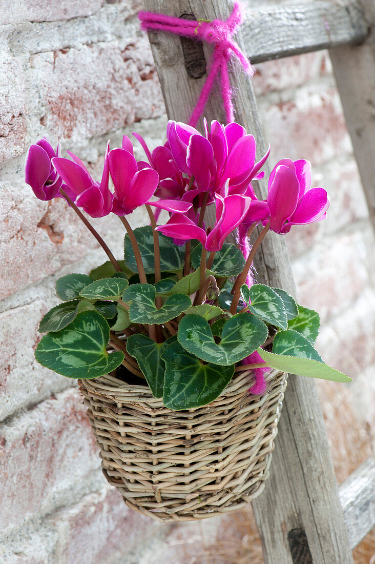 Cyclamen persicum ( Alpenveilchen ) im kleinen Korb an Holzleiter