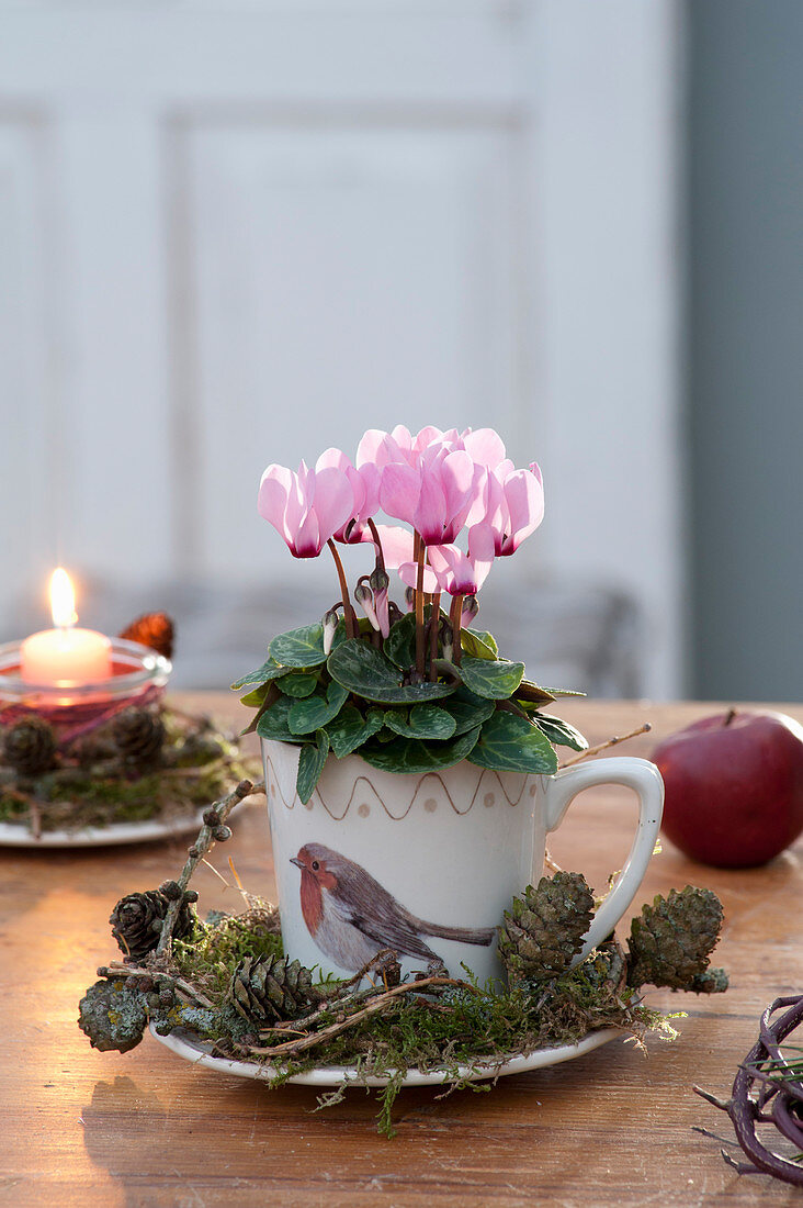 Cyclamen persicum (mini-cyclamen) in cup with bird motif