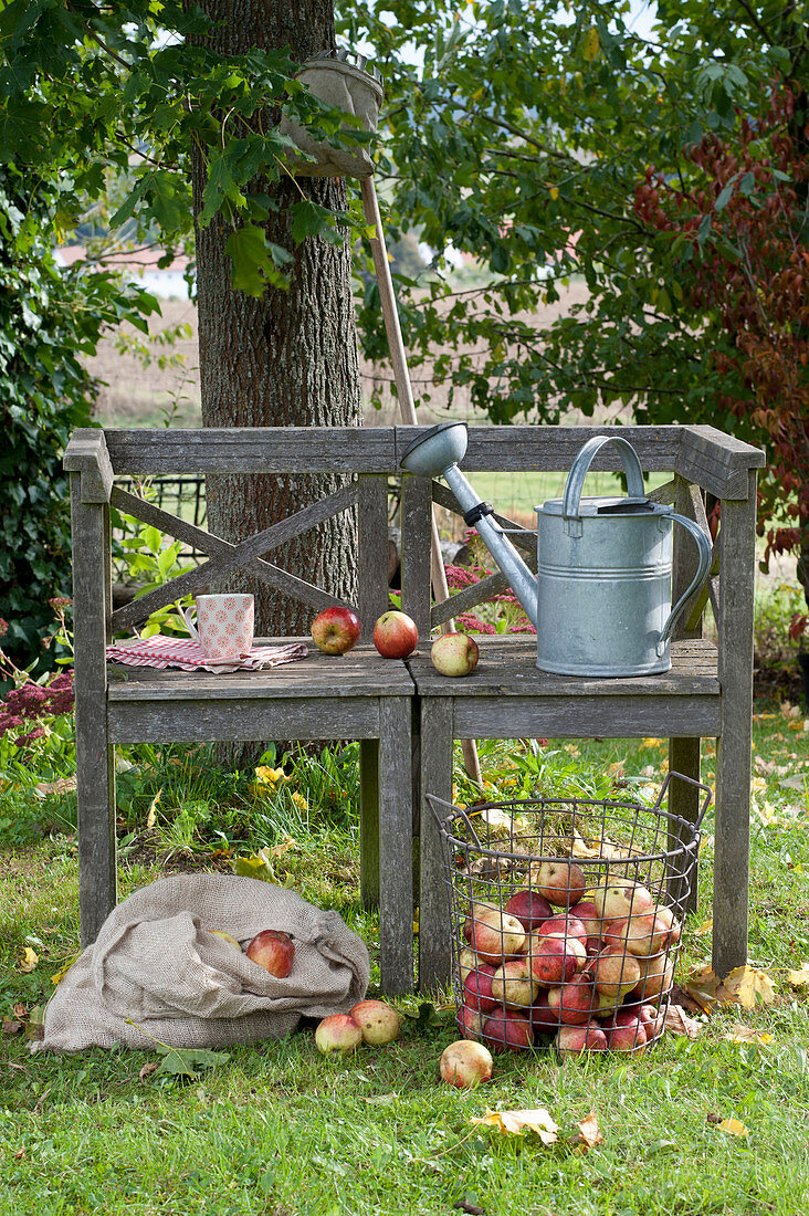 Holzbank im Garten, Korb und Sack mit frisch geernteten Malus ( Aepfeln )
