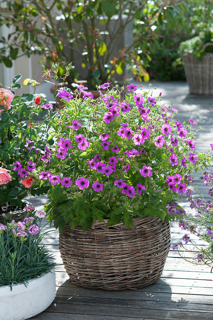 Geranium psilostemon 'Patricia' ( Armenischer Storchenschnabel )