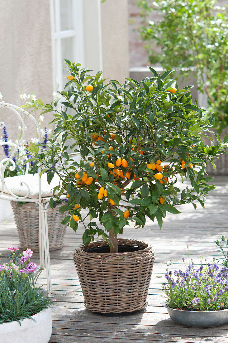 Fortunella japonica (golden orange) in the basket