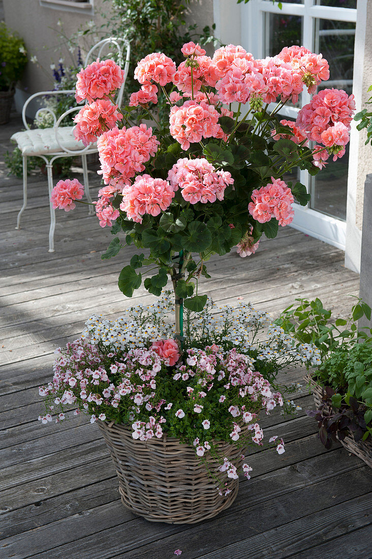 Pelargonium zonale 'Classic Helena' ( Stehende Geranie ), Staemmchen