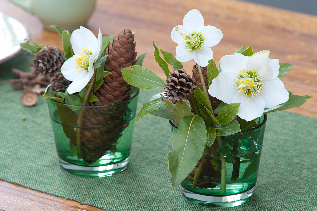 Helleborus niger (Christmas rose) blossoms with Laurus branches