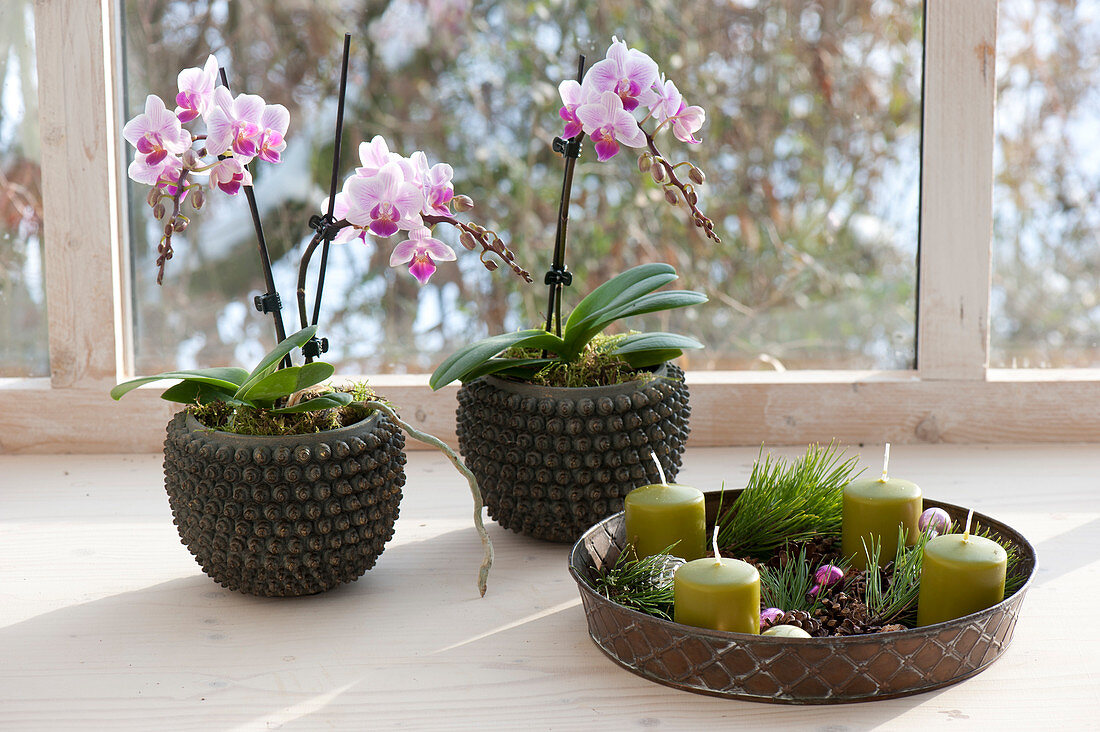Pots with Phalaenopsis (Malayan flower, butterfly orchid)