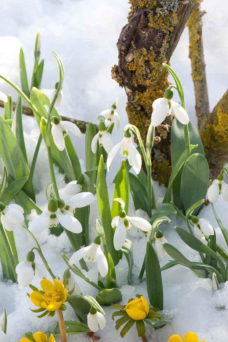 Winterlinge und Schneegloeckchen im Schnee