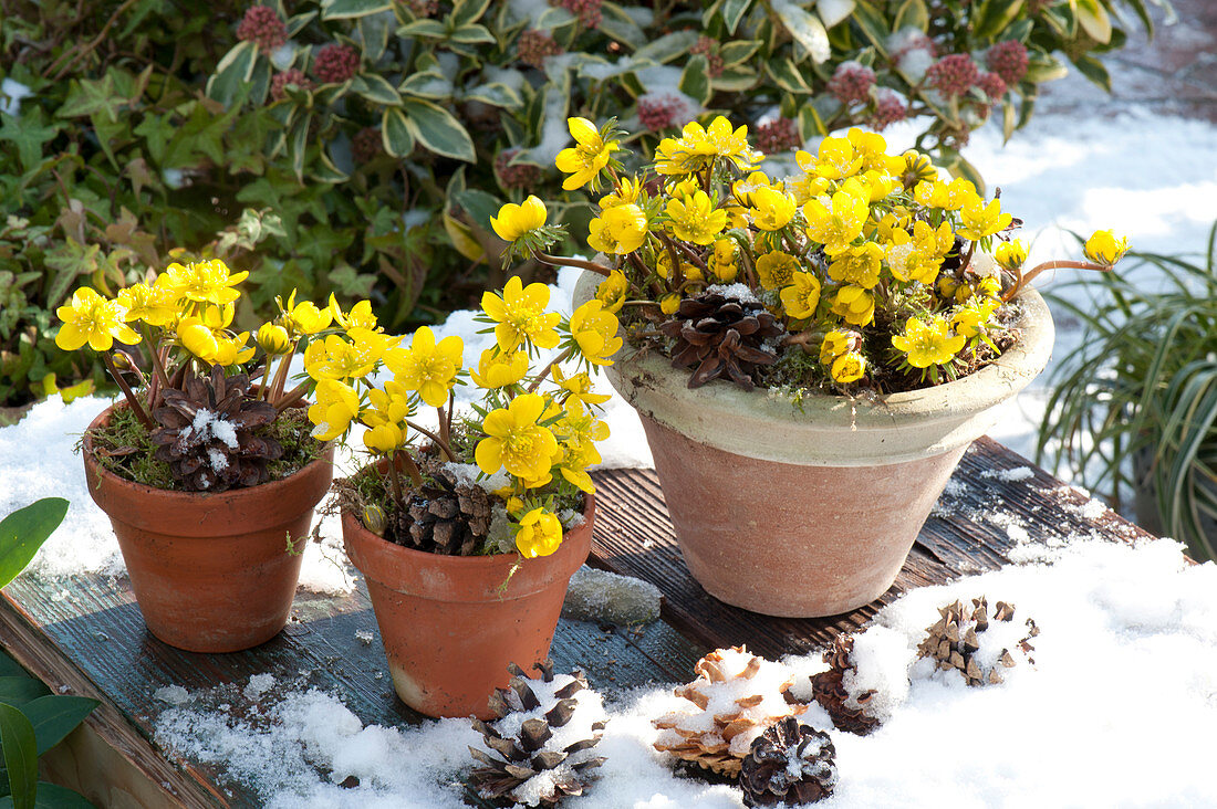 Pots with Eranthis hyemalis (winter aconite), snow