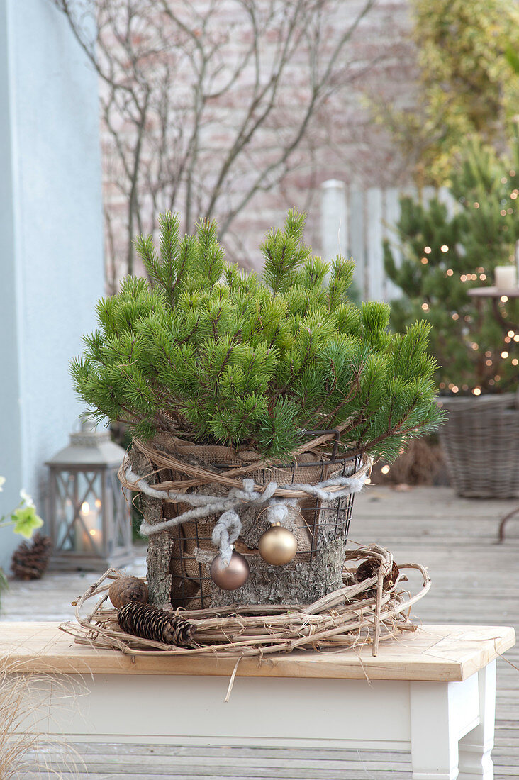 Pinus mugo mughus ( Bergkiefer, Krummholz-Kiefer ) mit Rupfen